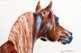 05  Wendy Britton  Arab Stallion  Pastel